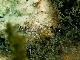 Spotted Cleaner Shrimp IMG 5631